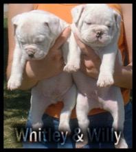 A Perfect Pet Wally and Tink Litter